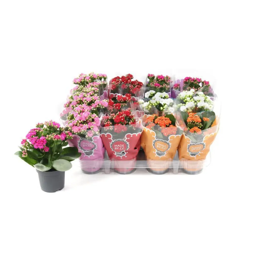 Каланхое двухцветное микс - комнатное растение в горшке ø9 см 89441770 Santreyd STLM-1584324