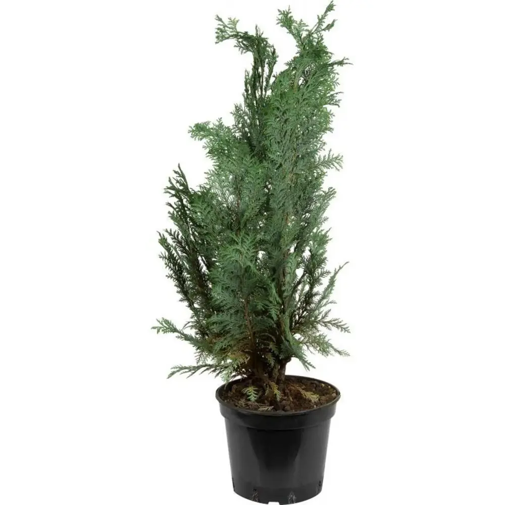 Кипарисовик Лавсона Колумнарис ø11 h20 - 25 см PLANTMARKET STLM-2139233