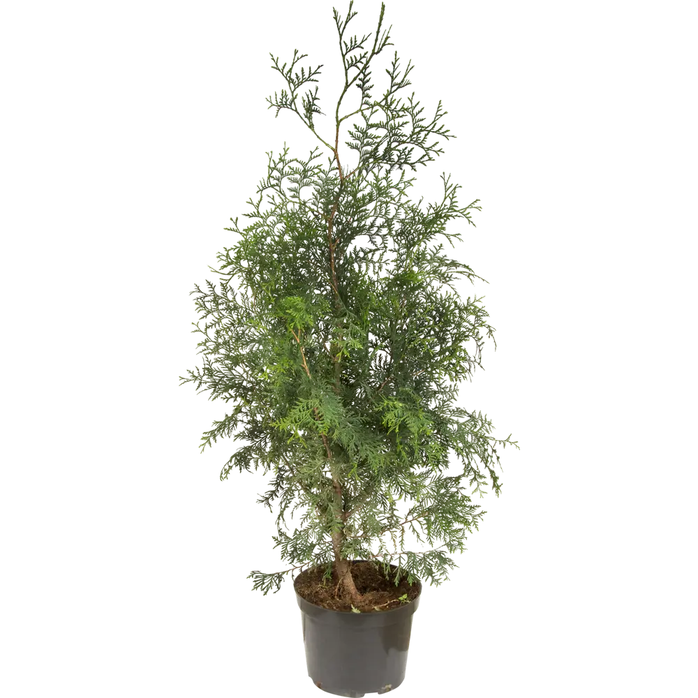 Туя западная «Брабант» C7.5 ГАВРИШ STLM-2074720