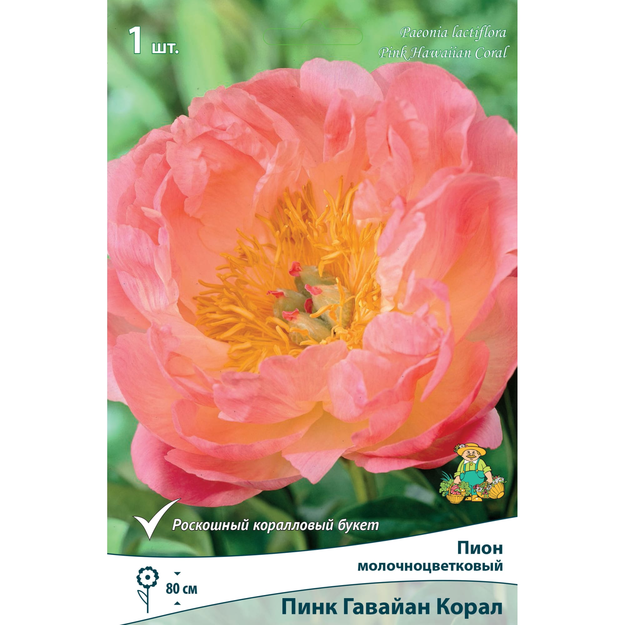 82661842 Пион молочноцветковый травянистый «Пинк Гавайан Корал» разбор 1-2 Santreyd 