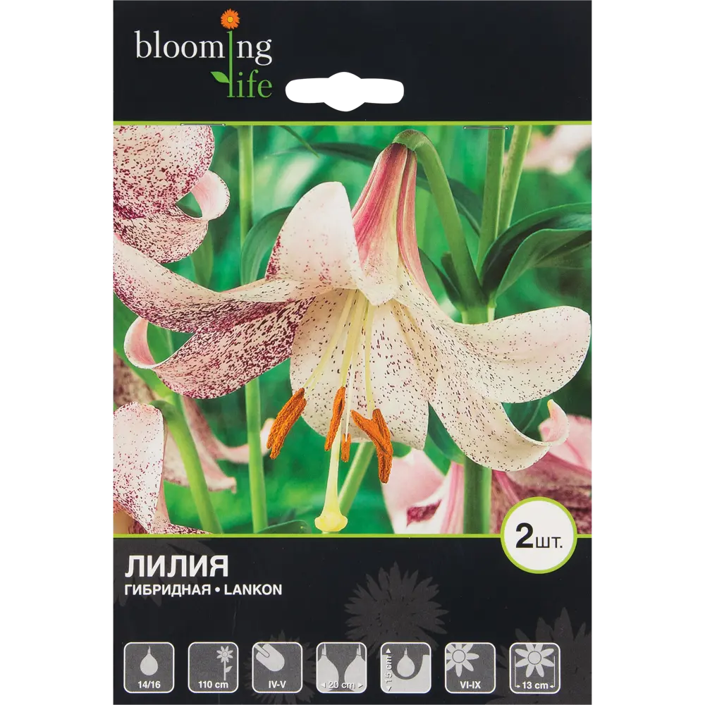 Лилия гибридная «Ланкон» BLOOMING LIFE STLM-2080651