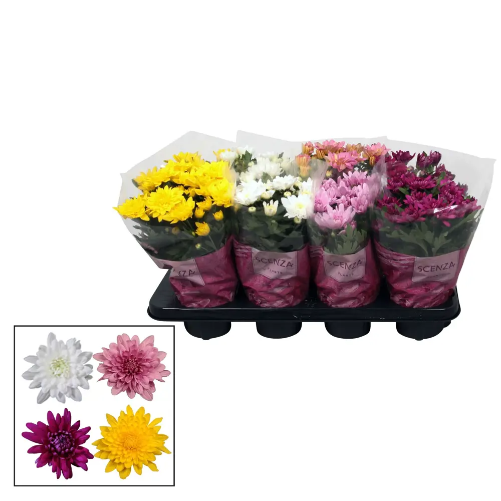 Хризантема Грандесса микс - цветущее комнатное растение в горшке ø13 см 89434498 Santreyd STLM-1580890