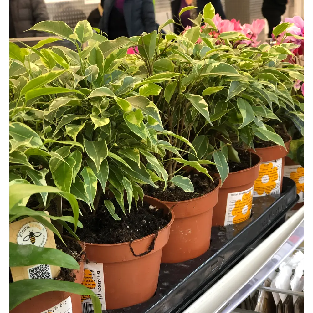 Фикус Бенджамина Кинки от Santreyd — миниатюрное деревце с пестрой листвой 13987481 STLM-0004147 - Вид №2