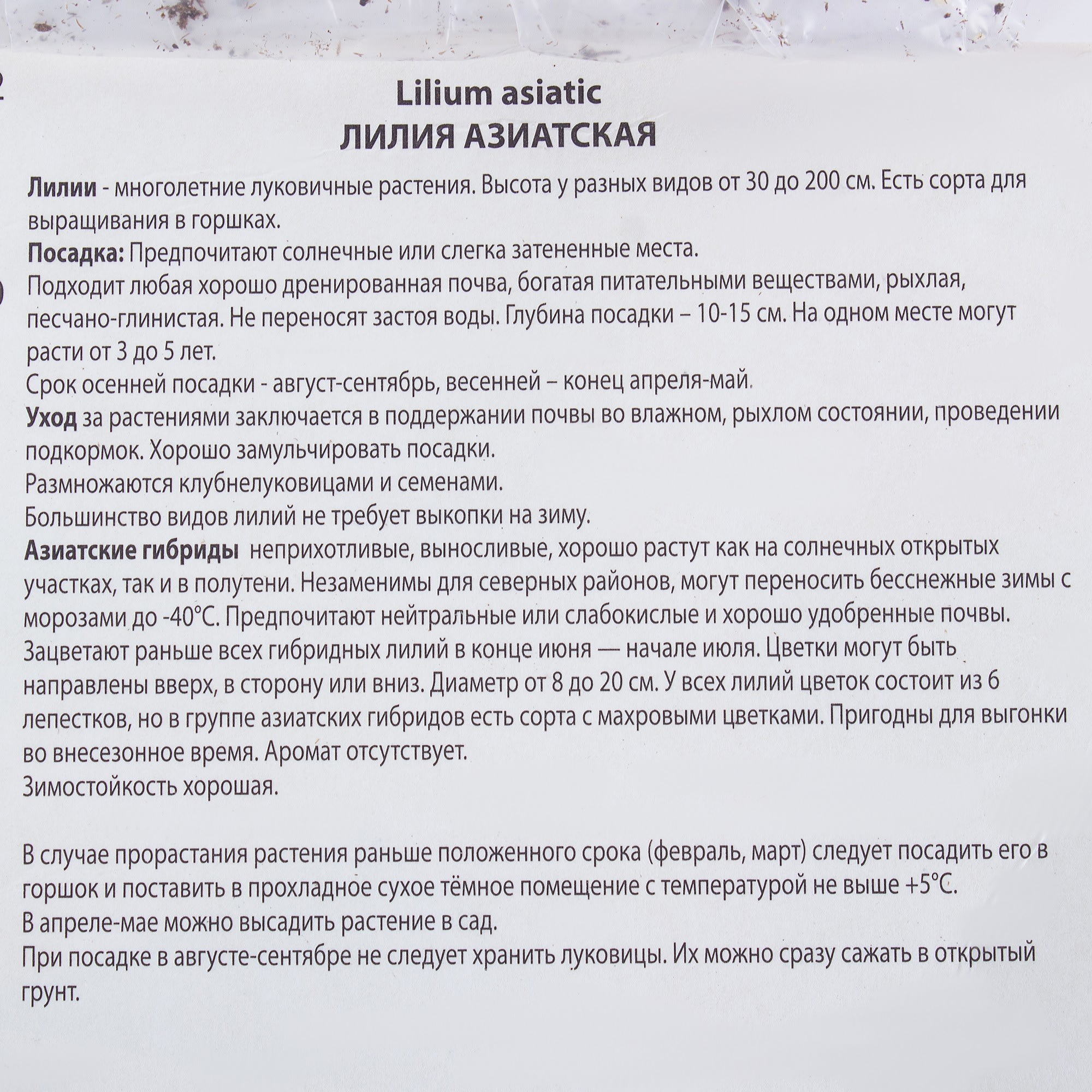 81945462 Лилия азиантская «Оклахома Сити» Santreyd  - Вид №2