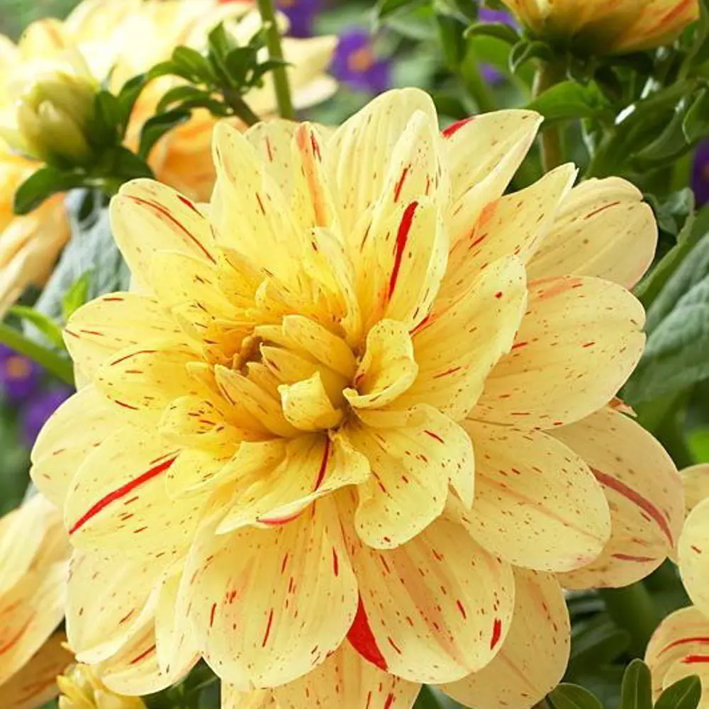 Георгина Инглиш Брекфаст 1 шт BLOOMING LIFE STLM-2088498