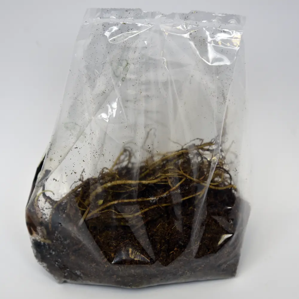 Эхинацея Дабл Декер I (1/16) Santreyd STLM-2005175 - Вид №1