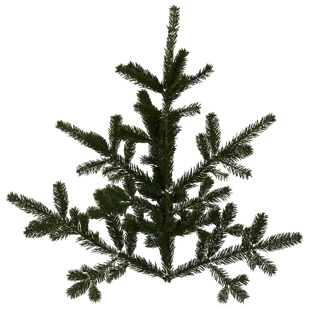 Лапник из Нордмана, 1 ветка 60-90 см Santreyd STLM-2177131