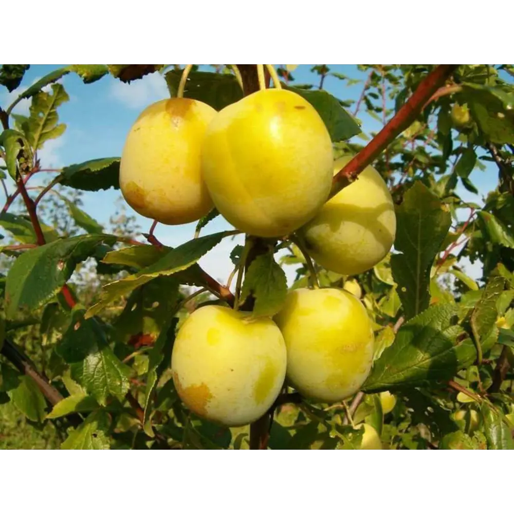Слива Ренклод Колхозный ø22 h120 см 87691169 STLM-2121517 PLANTMARKET 