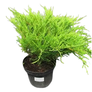 Можжевельник горизонтальный Андорра Компакт ø22 h50 см