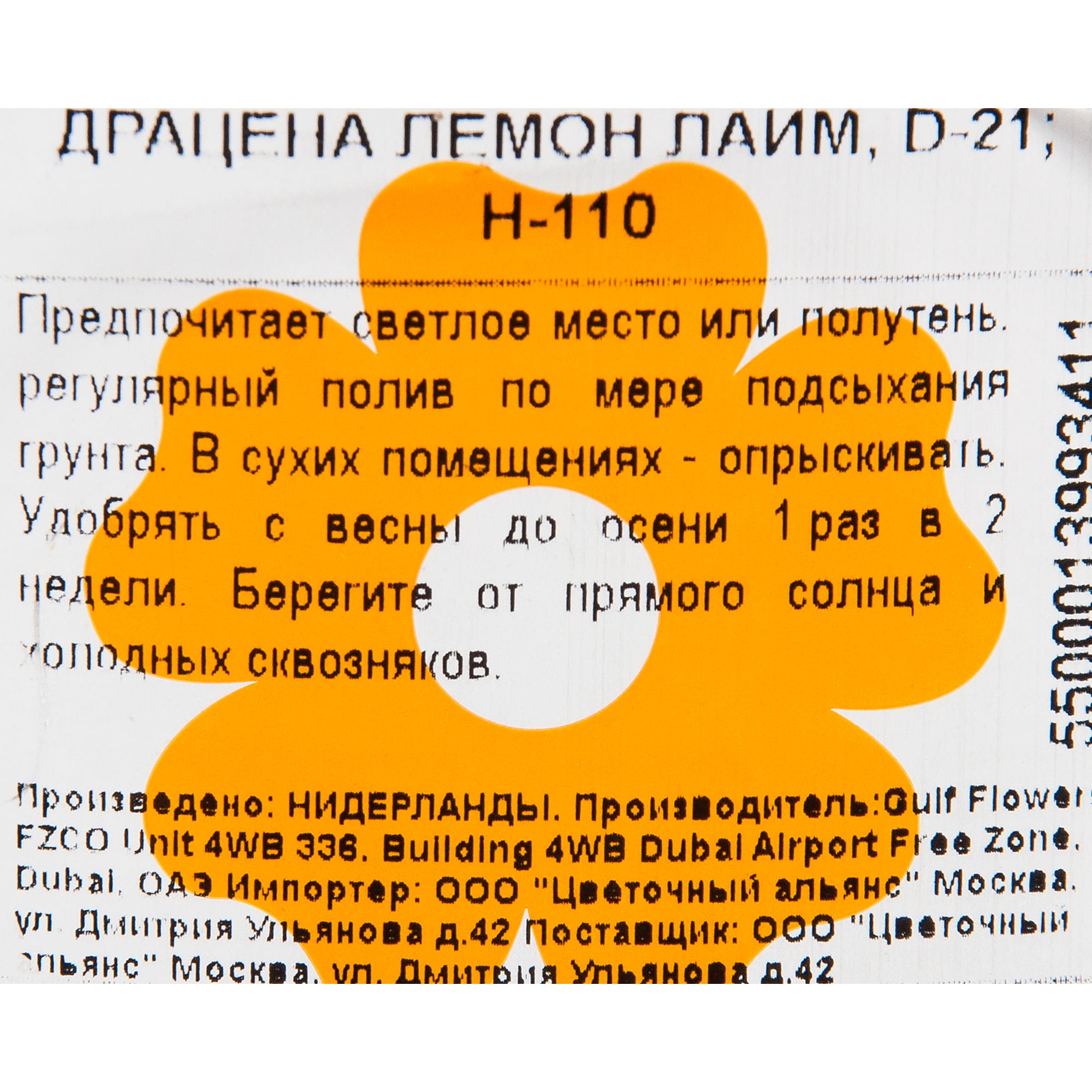 82850312 Драцена "Лимон лайм" 21х110 см Santreyd  - Вид №2