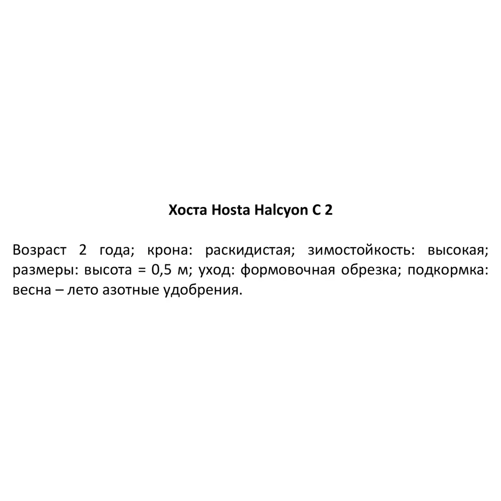Хоста Халцион ø15 h40 см 84832085 STLM-2092485 PLANTMARKET  - Вид №1