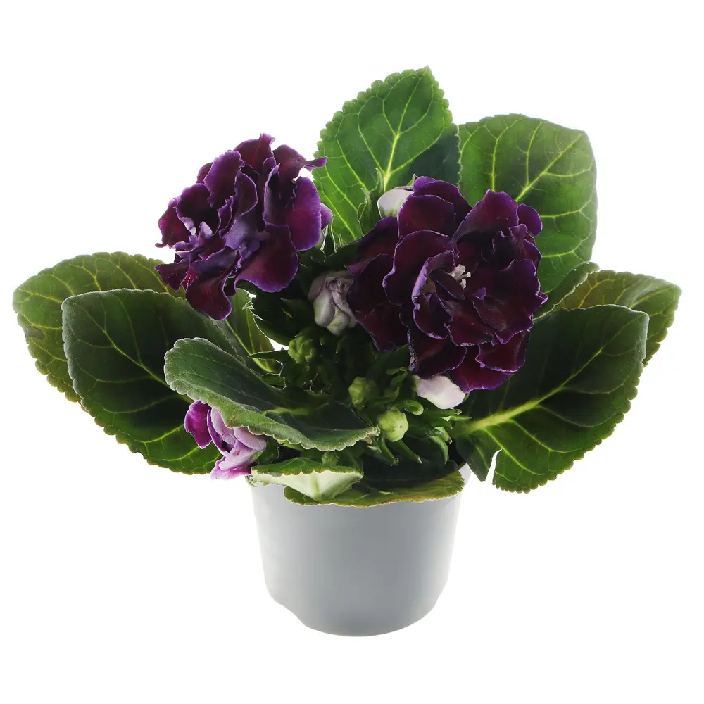 Santreyd Глоксиния - комнатный цветок с бархатными соцветиями ø12 h25 см 83248439 STLM-1415948