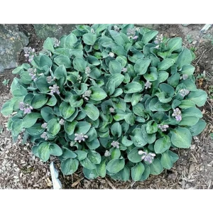 Хоста Блю Маус Ирс луковицы 1