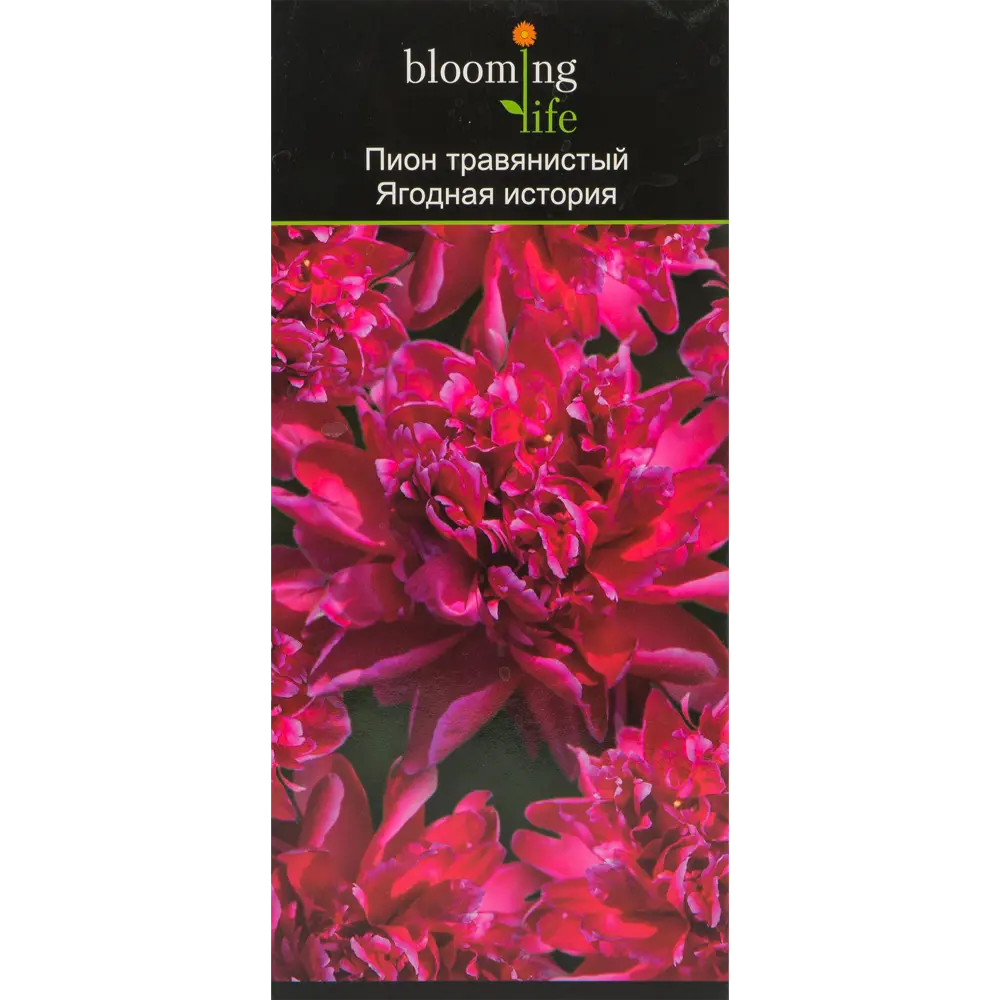 Пион травянистый Ягодная история в тубе BLOOMING LIFE STLM-2159485 - Вид №2