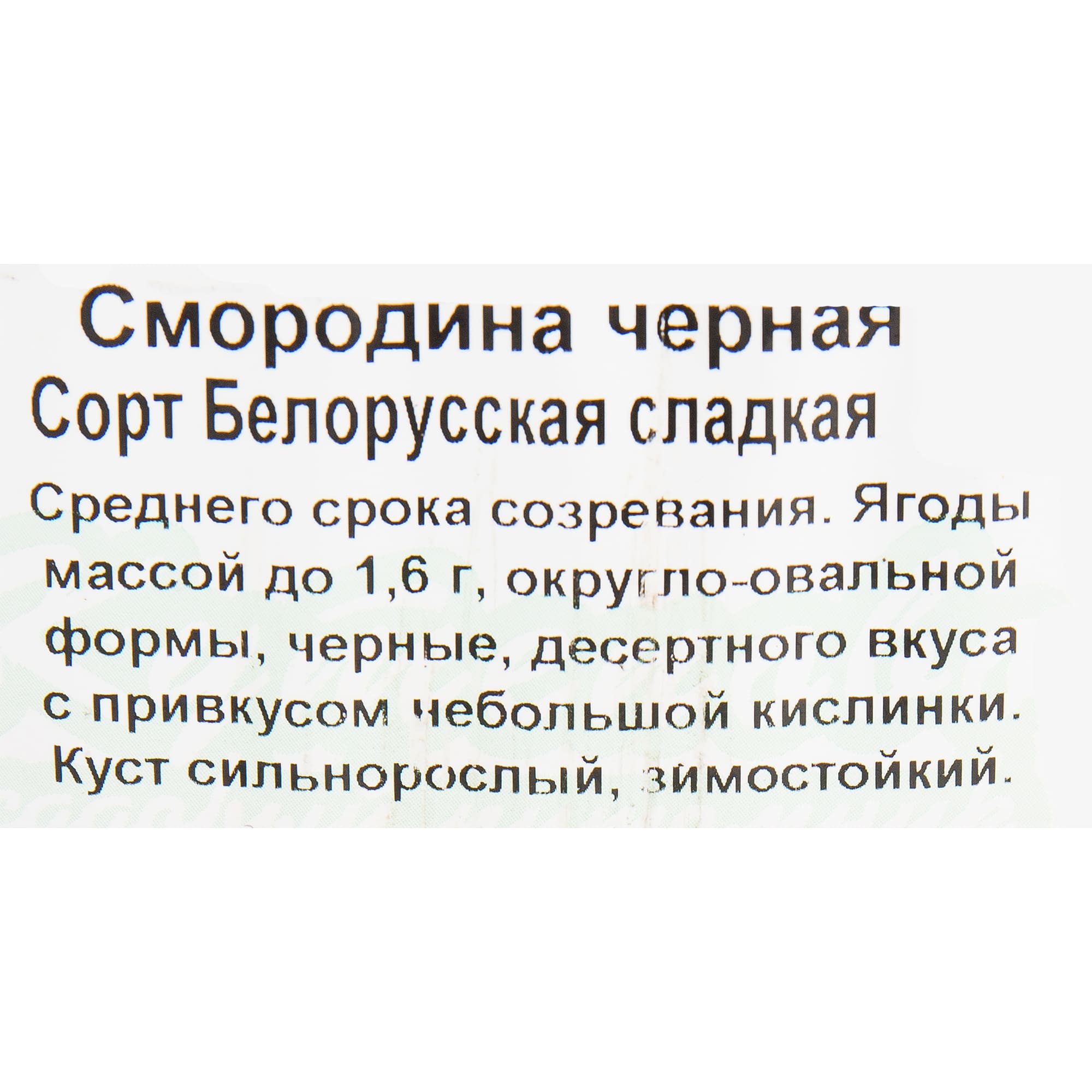 82597119 Смородина чёрная «Белорусская сладкая» C2 высота 40 см Santreyd  - Вид №1