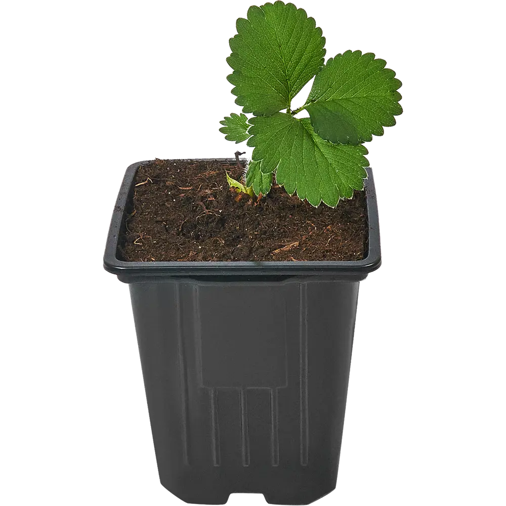 84490979 Земляника поздняя микс h15 см STLM-0050538 Santreyd 