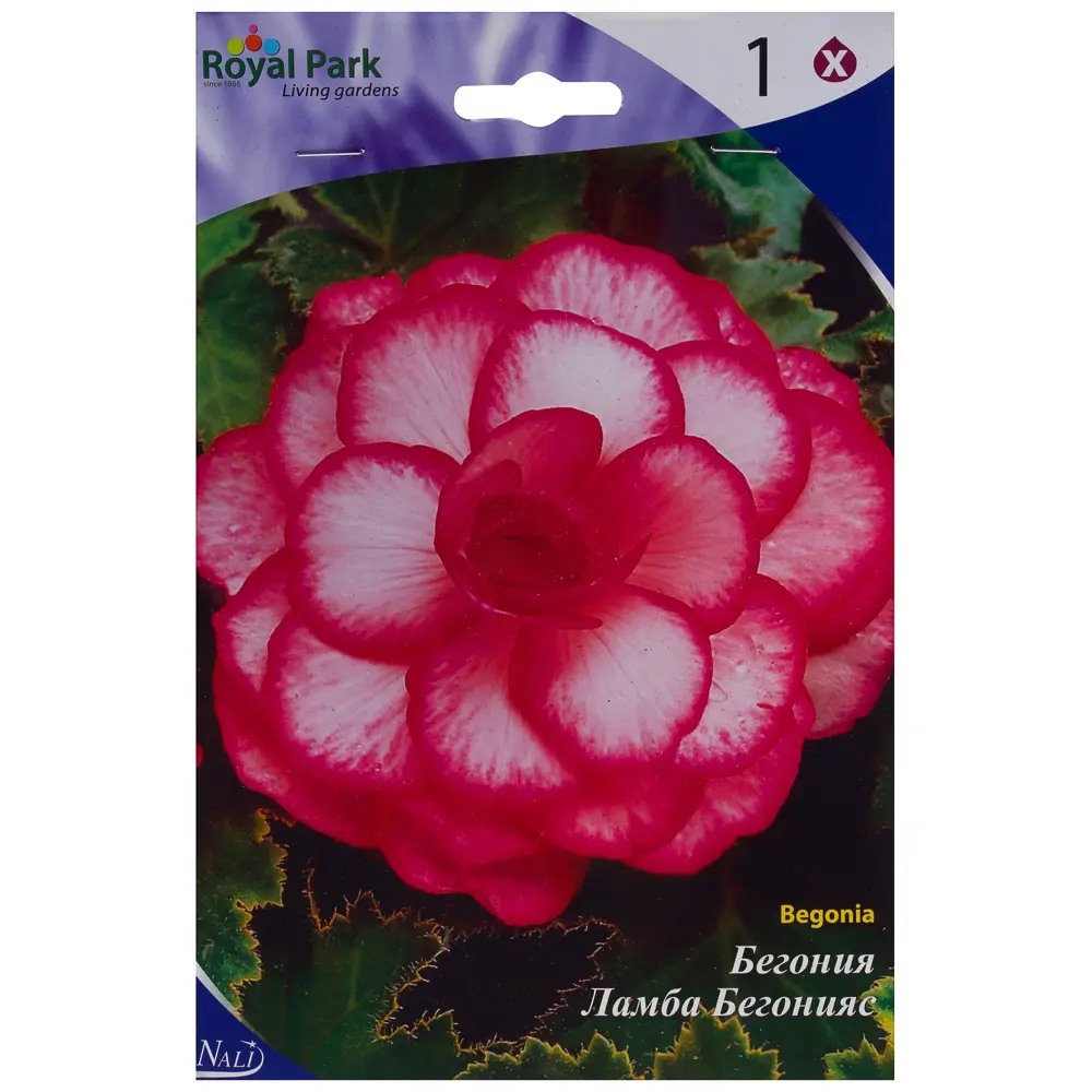 Бегония «Розебуд» 4/5 (ROSEBURD) 81947201 STLM-2064504 Santreyd 