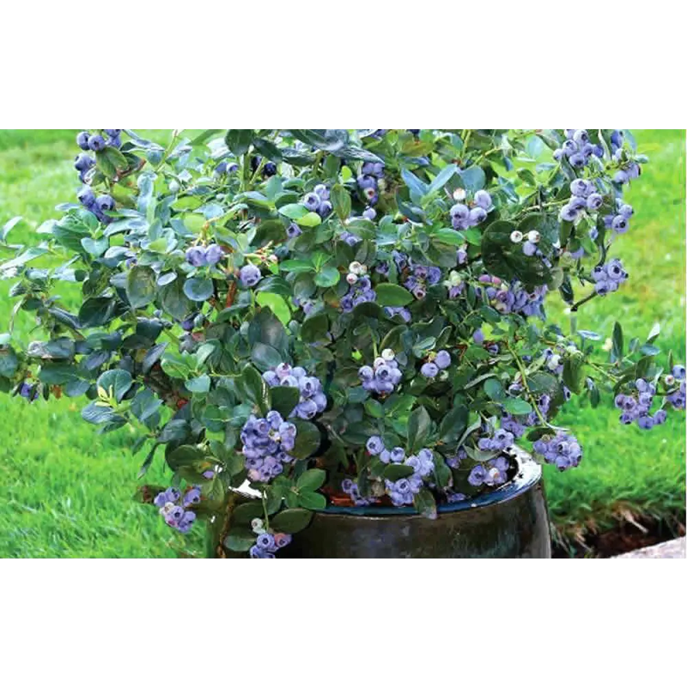 Голубика садовая Элизабет ø13 h20 см PLANTMARKET STLM-2100964