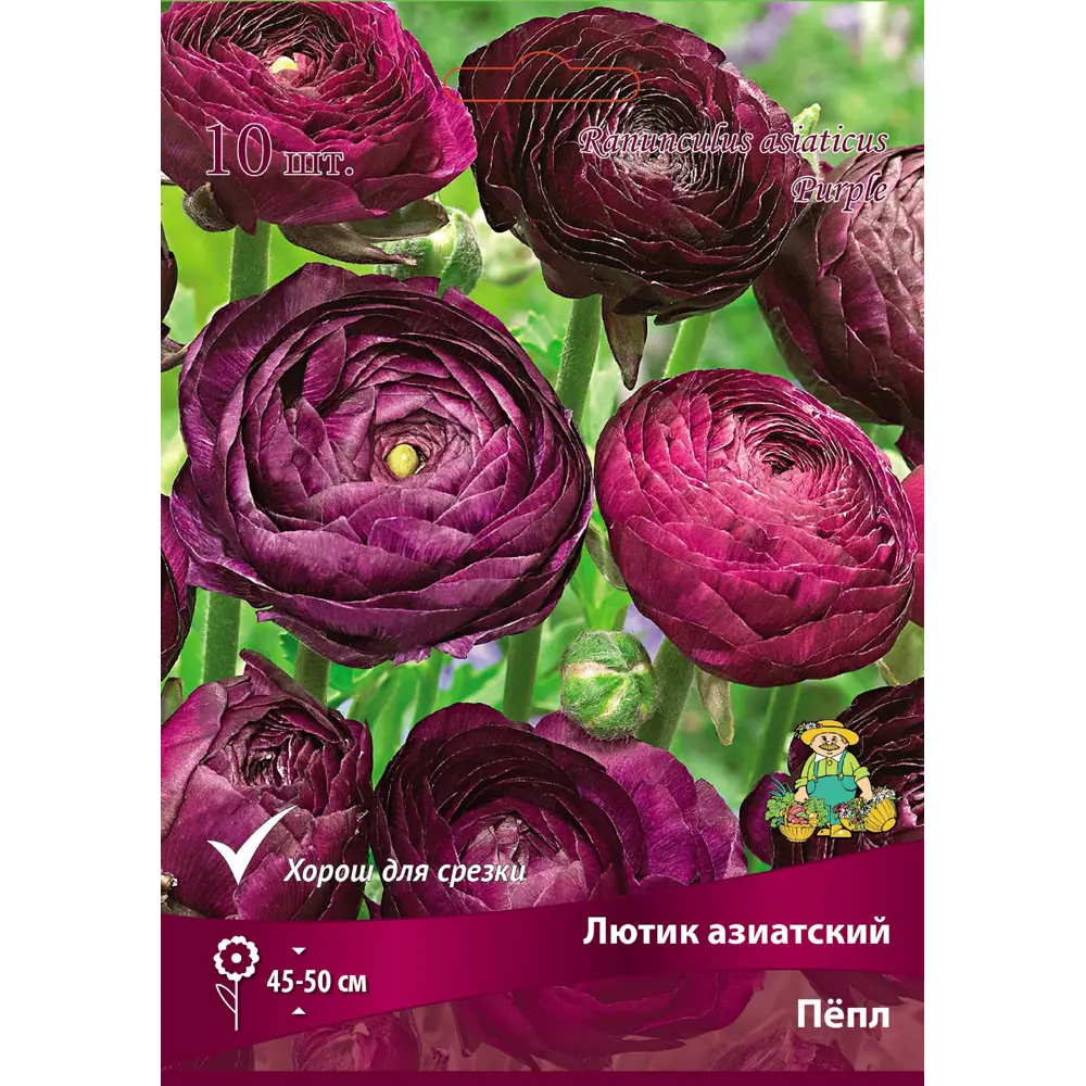 Лютик азиатский Пепл от ПОИСК - фиолетовые полумахровые цветы для сада 89381391 STLM-1564844 - Вид №1