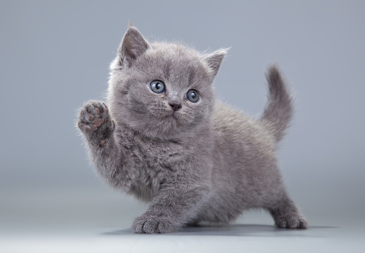 Как назвать серого котенка: список имен для котов и кошек