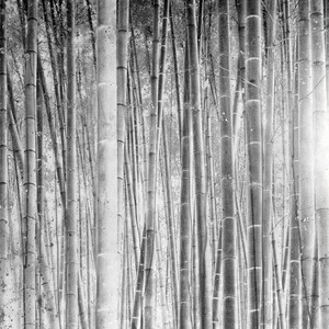 Арт-панель на холсте Alex Turco Organic Bamboo Forest In Silver