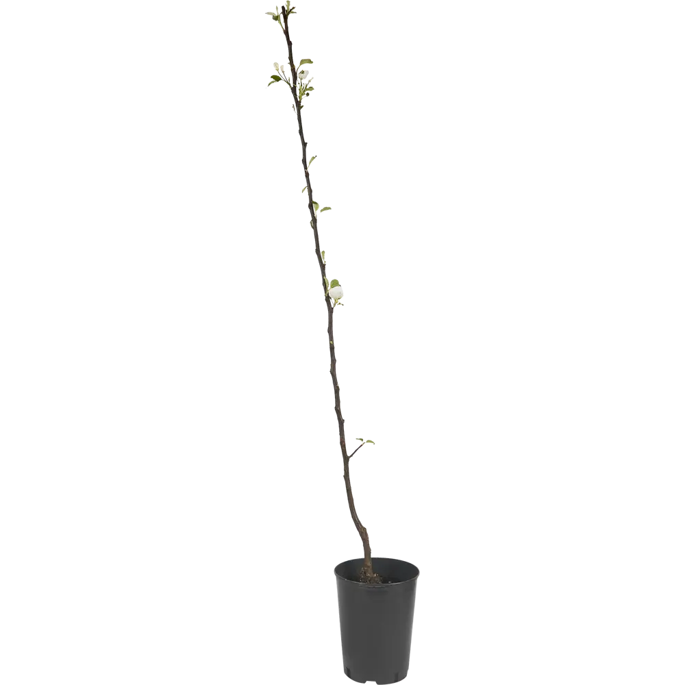 Яблоня Коричное полосатое ø22 h80 см 84834901 STLM-2176023 PLANTMARKET  - Вид №2