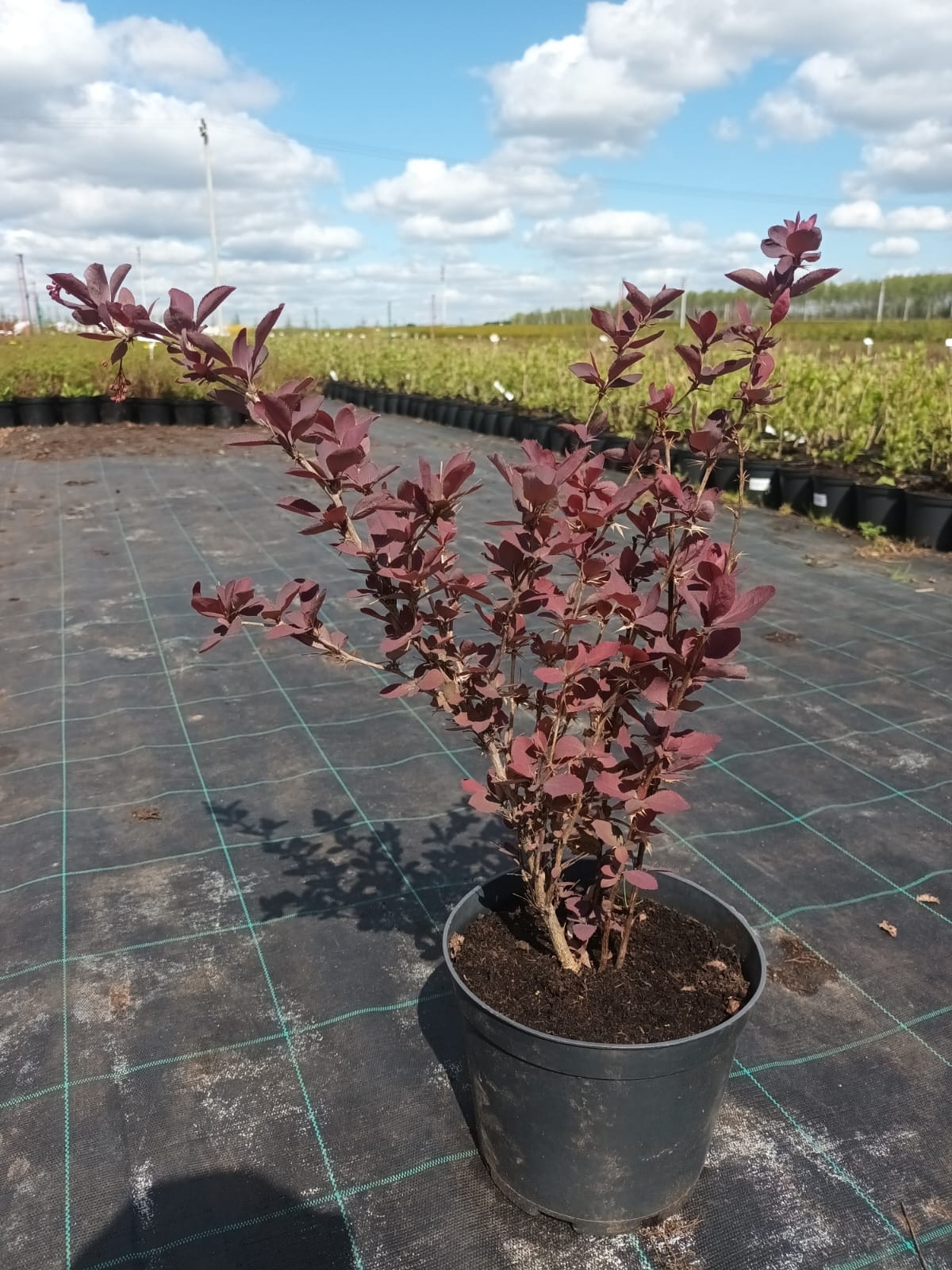 Барбарис Оттавский Суперба Santreyd - декоративный кустарник с ягодами 85088296 STLM-0058469