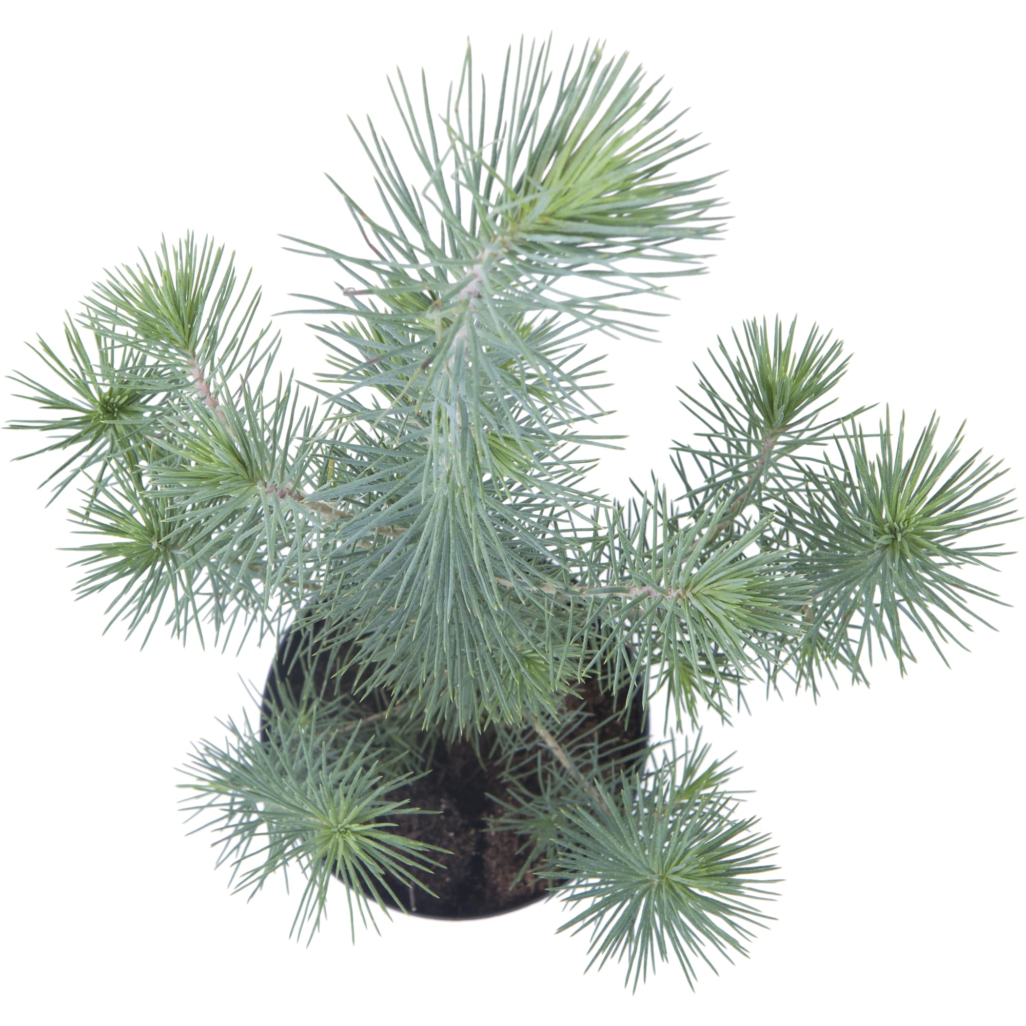 13874540 Сосна живая «Silvercrest», высота 30 см Santreyd  - Вид №1