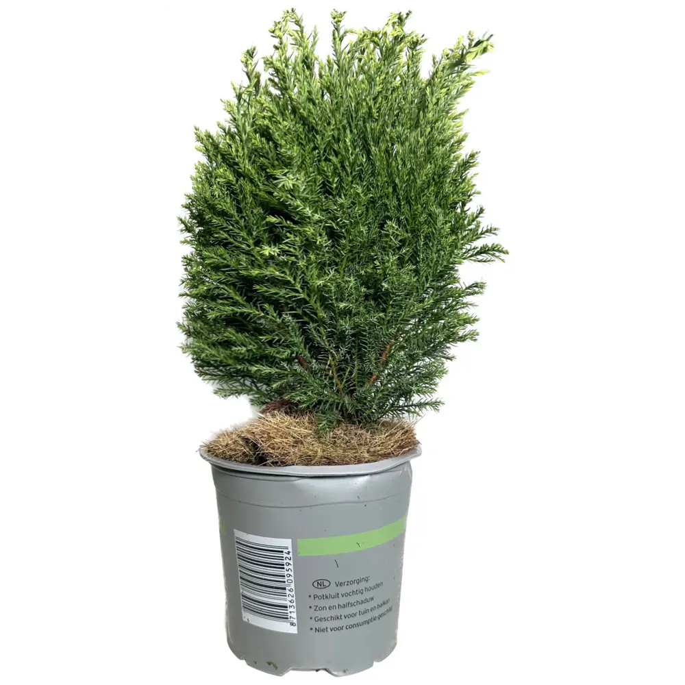 Кониферен микс стандарт ø13 h30 см Santreyd STLM-2191820