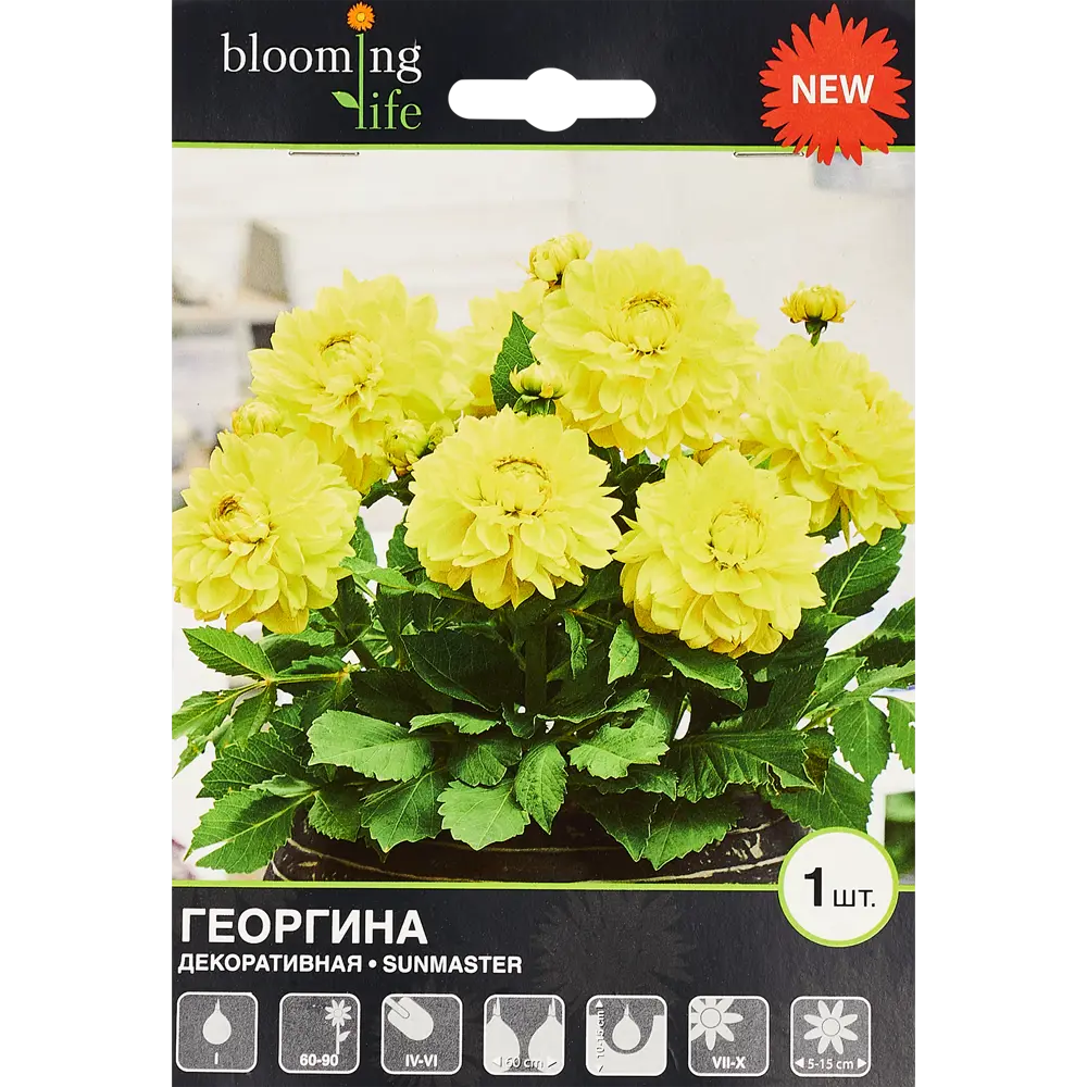 Георгина декоративная Санмастер 1 шт BLOOMING LIFE STLM-2132213