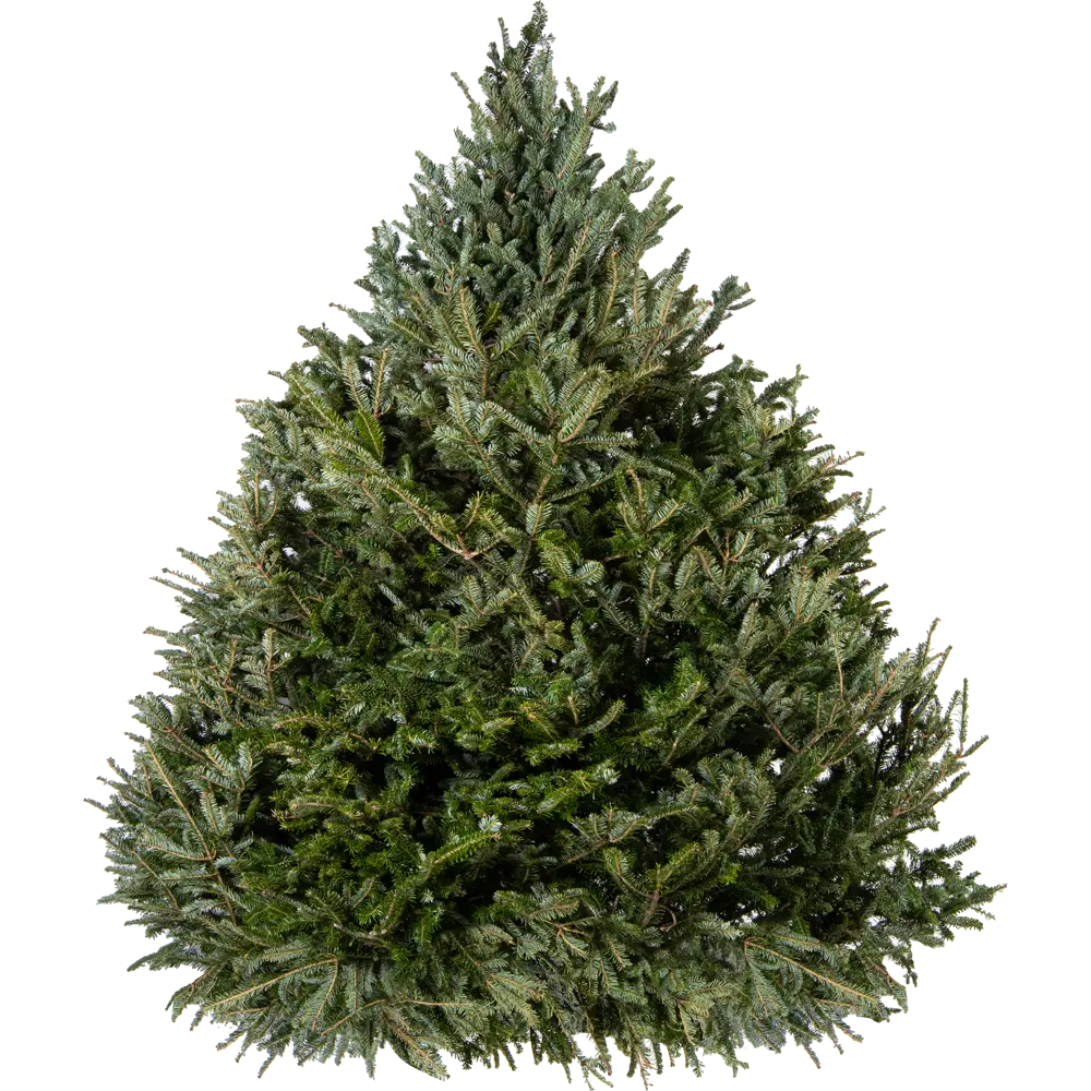 Пихта Фразера срезанная 150-175 см 89111758 STLM-2031769 Santreyd 