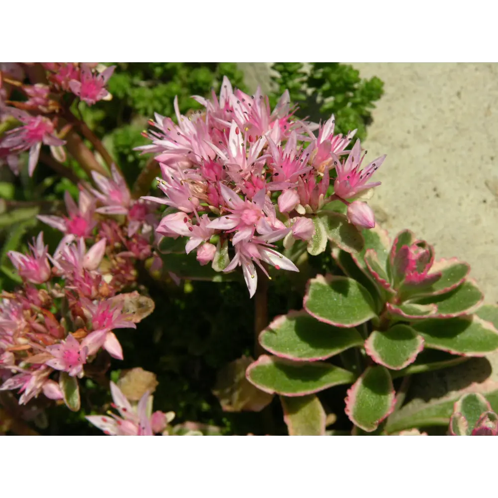 Очиток ложный ø9 h20 см PLANTMARKET STLM-2016323