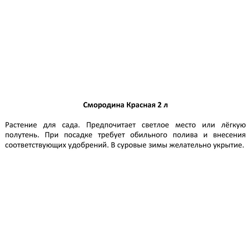 Смородина красная h15 см 87718520 STLM-2041045 Santreyd  - Вид №3