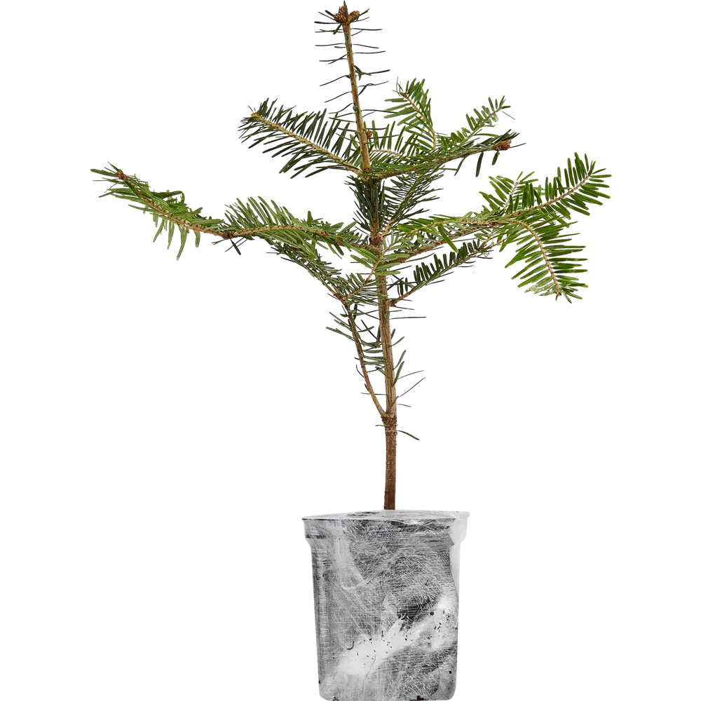 Пихта Корейская в новогоднем пакете P9 h20 см Santreyd STLM-2008821 - Вид №2