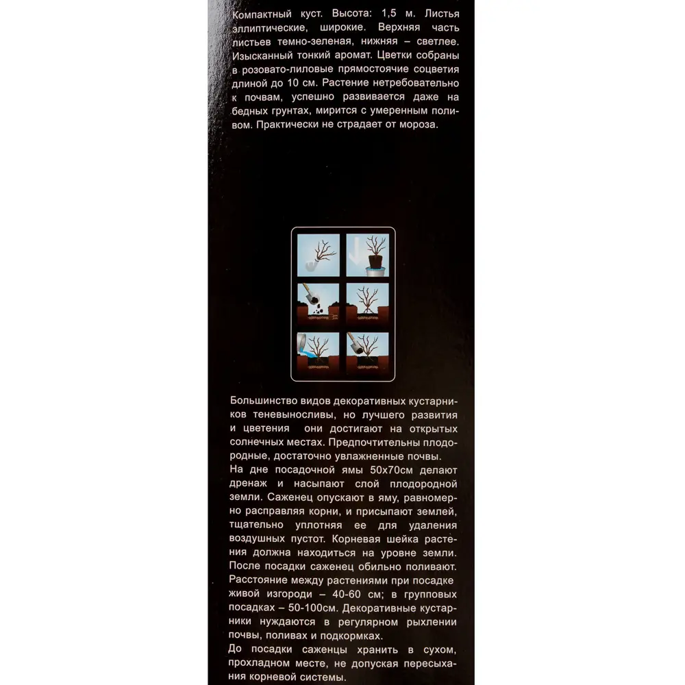 Сирень Мейера «Палибин» (в тубе) 81948509 STLM-2116060 Santreyd  - Вид №2