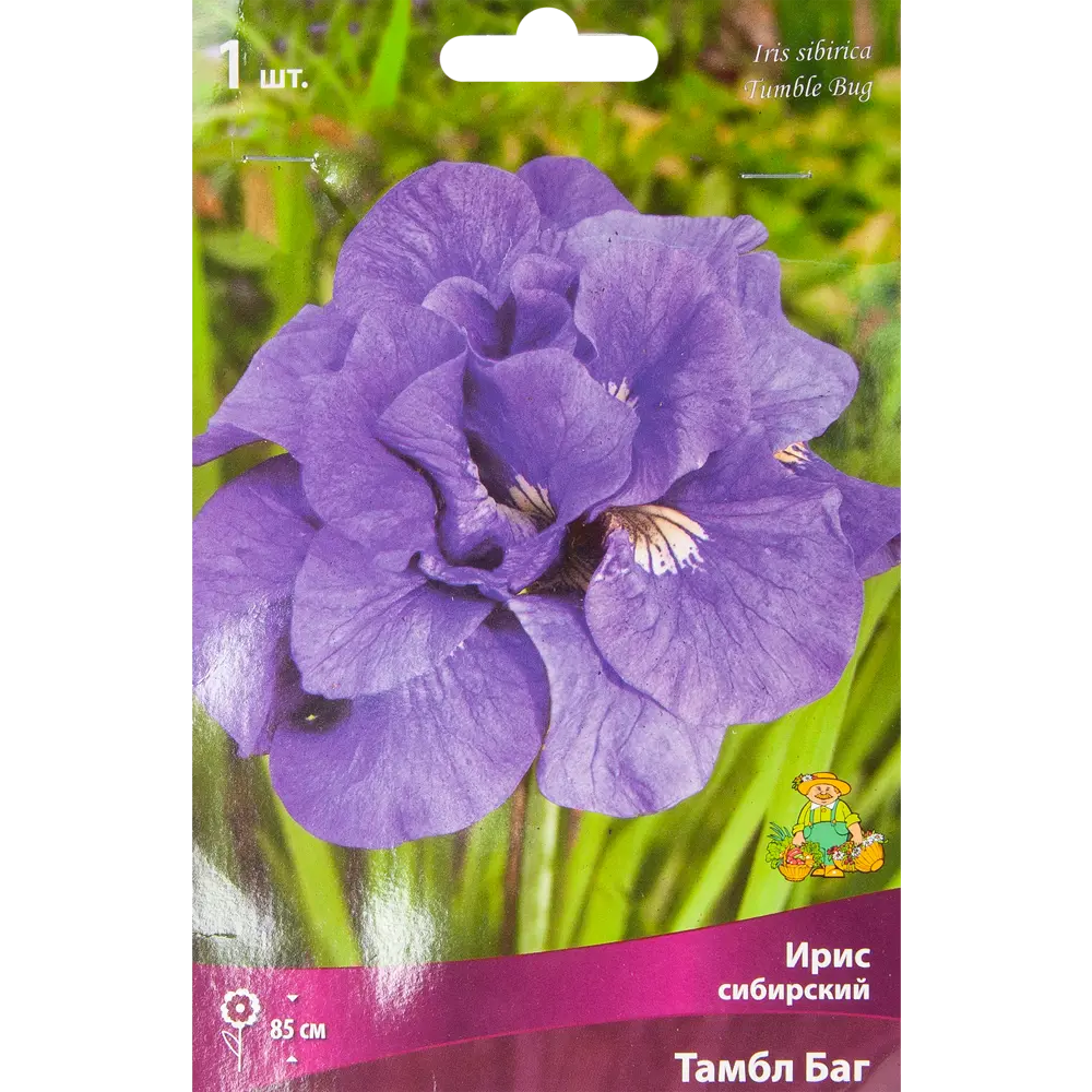 Ирис сибирский Тамбл Баг ПОИСК STLM-2089456