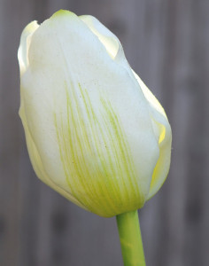 2949 708 a3 Ложный тюльпан, френч, 47 см, real touch, бело-зеленый H-andreas