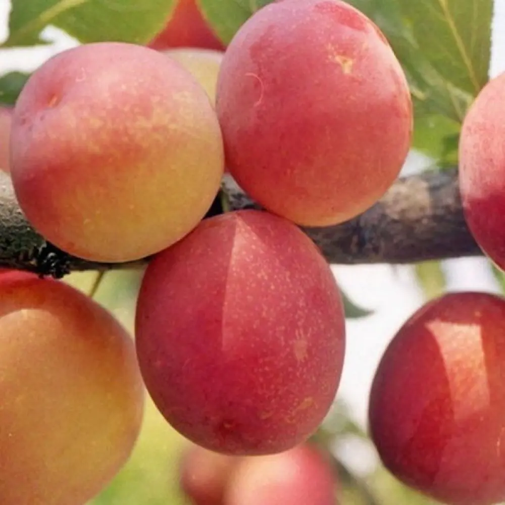 Слива «Персиковая» C7 высота 150-180 см ВСЕ В САД STLM-2201791