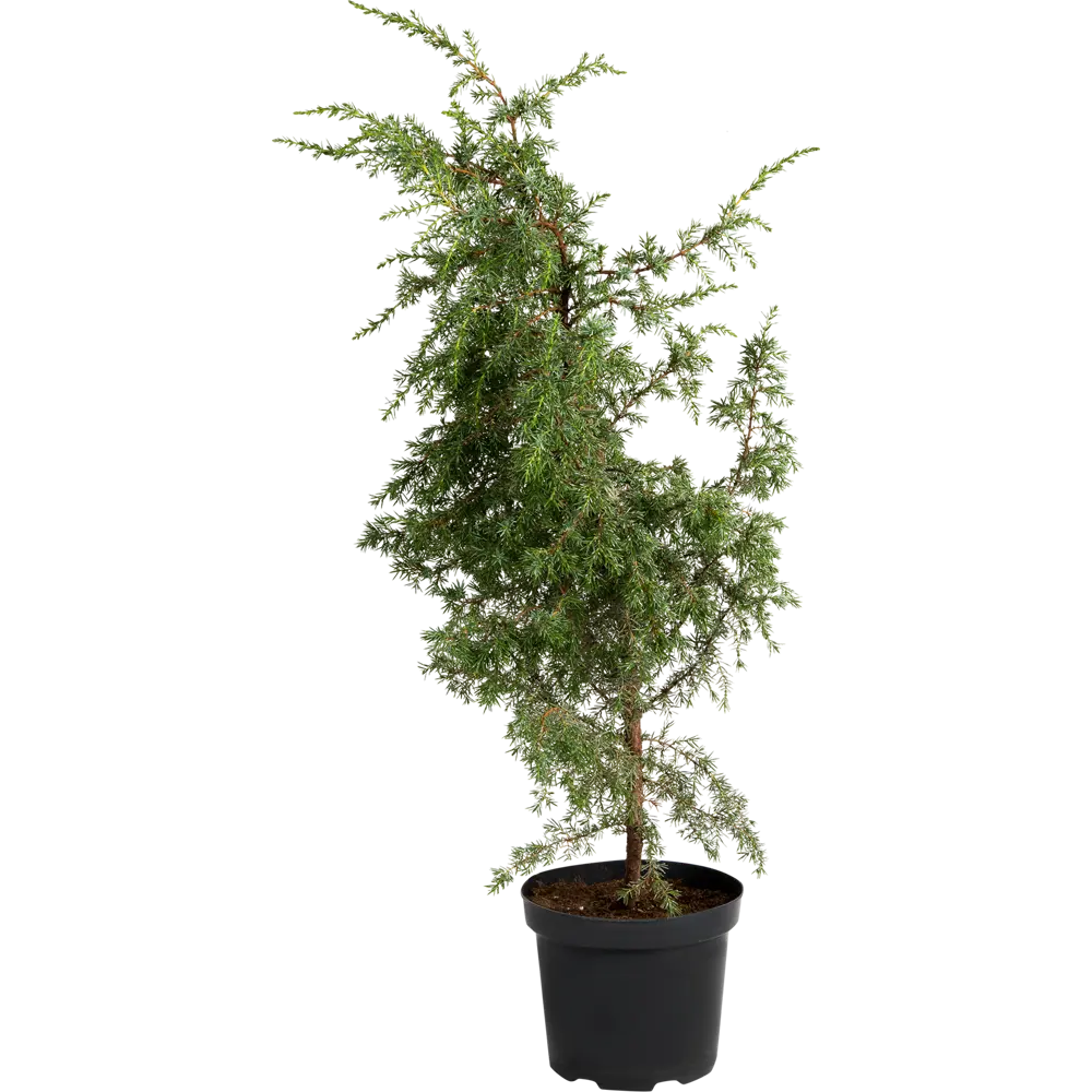 Можжевельник обыкновенный C3 ГАВРИШ STLM-2048582