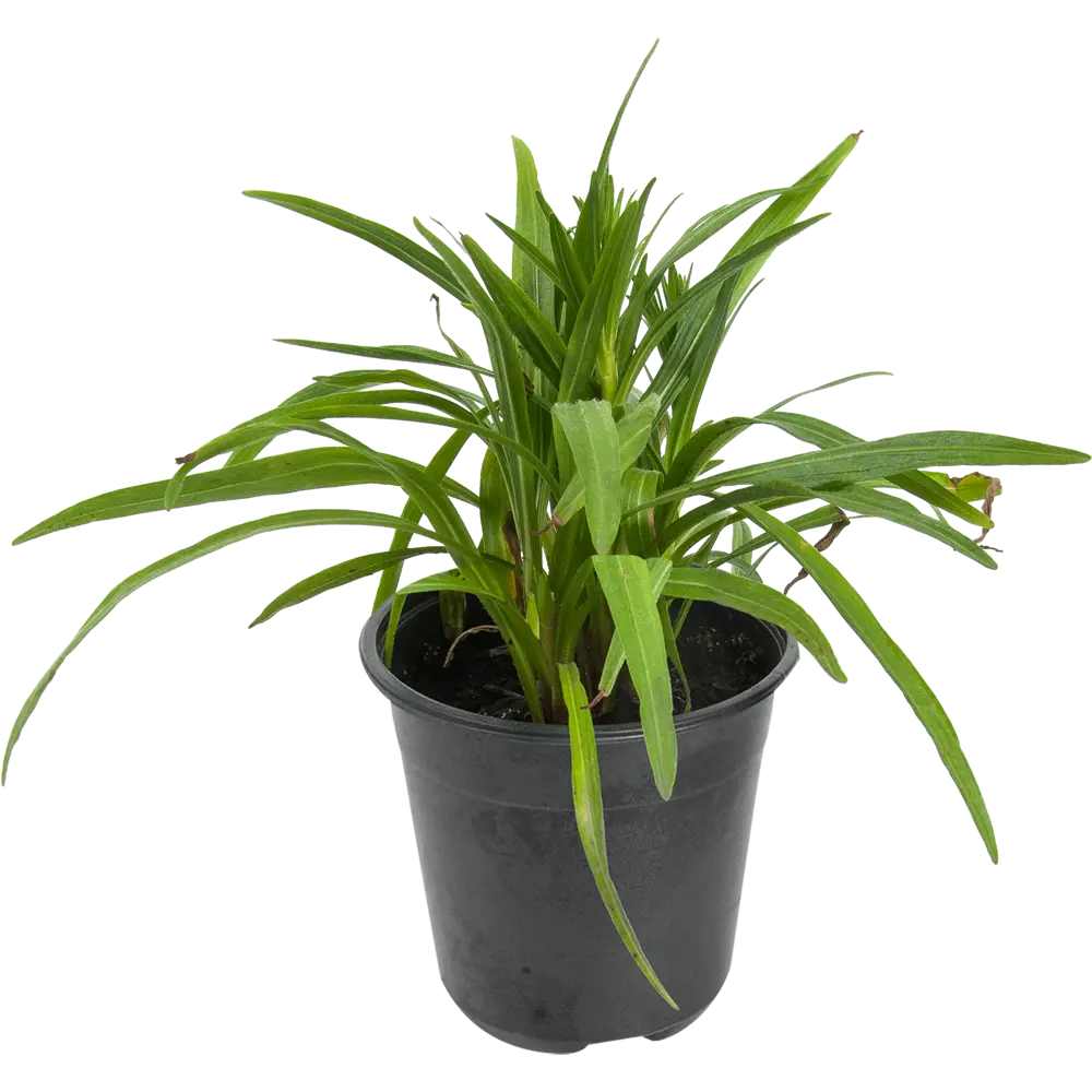 Лиатрис колосковый «Флористан Вайс» 14x40 см PLANTMARKET STLM-2079184