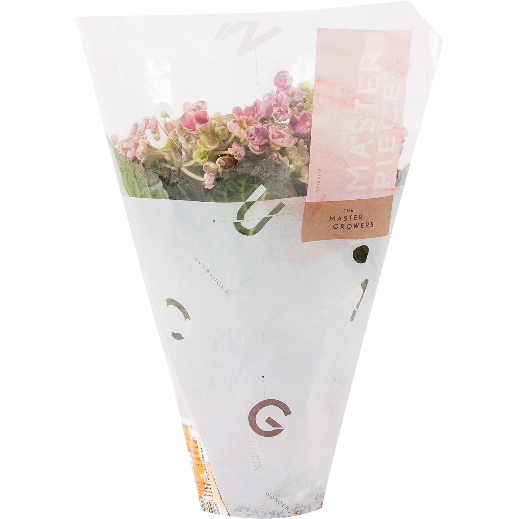 82548638 Гидрангея Курли Вурли 10х22 см Santreyd  - Вид №2