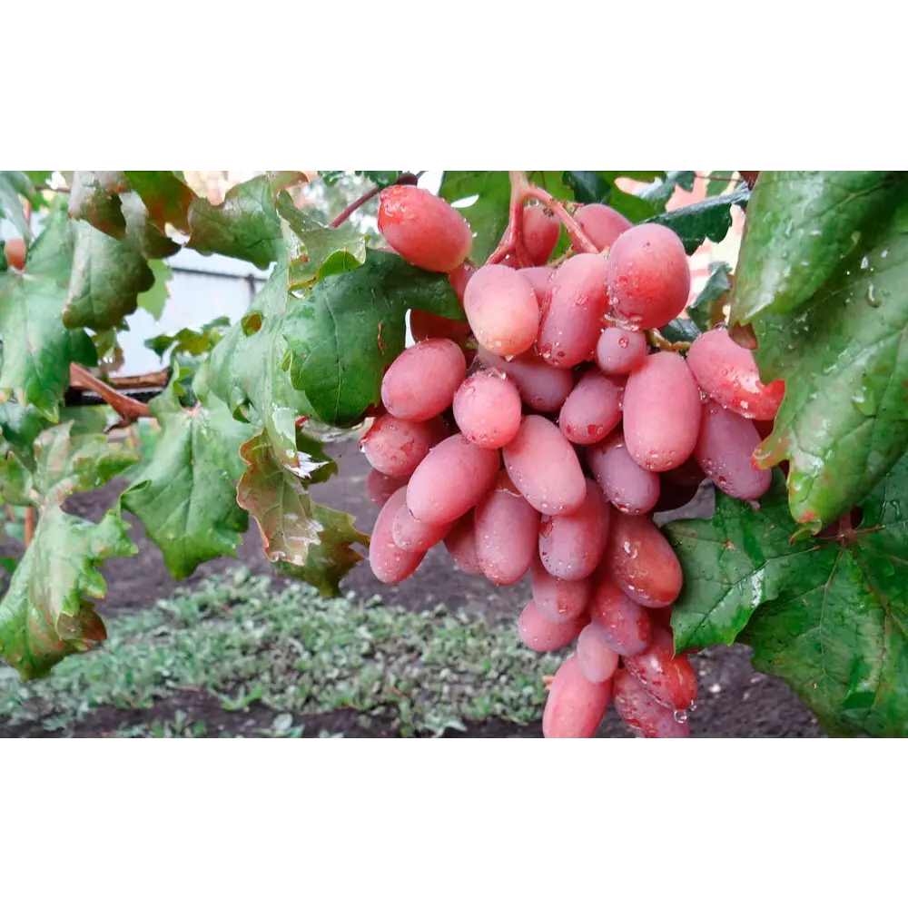 Виноград «Виктор» C2 высота 60-80 см ВСЕ В САД STLM-2179750