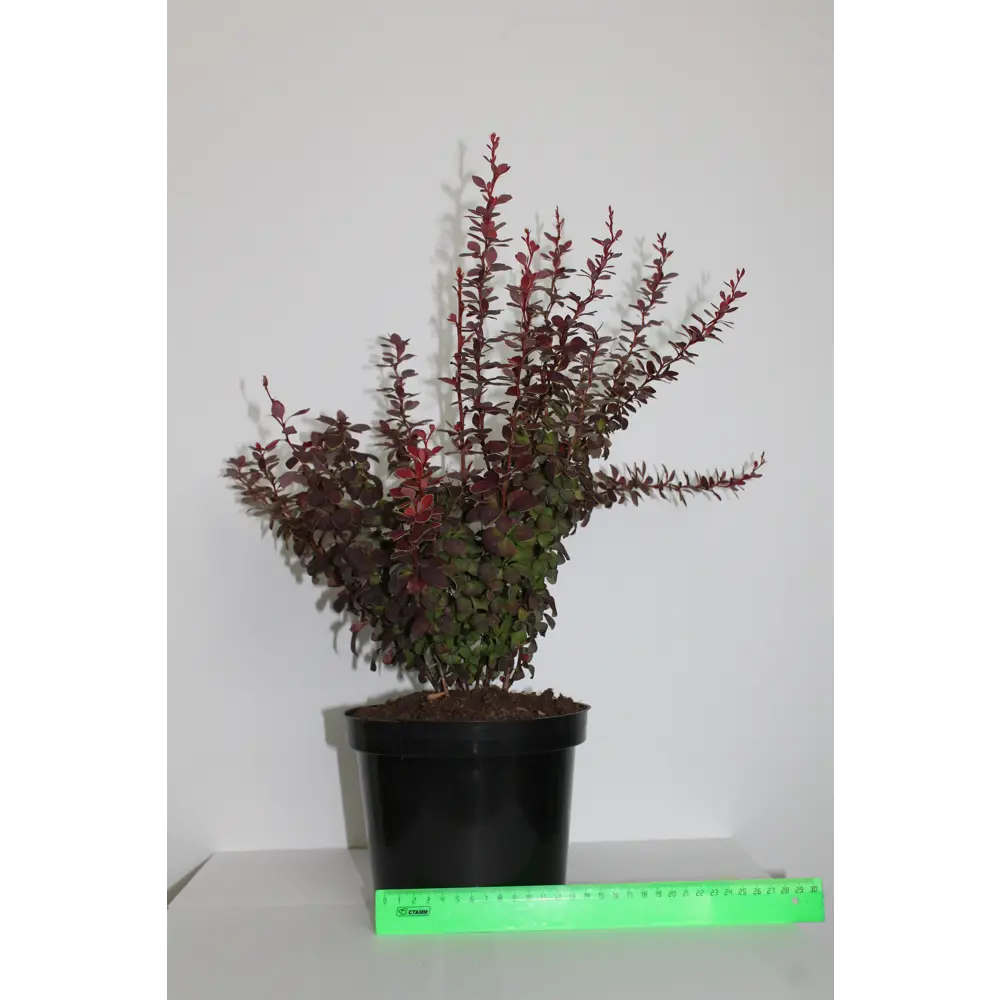 Барбарис, микс, 20-30х10 см, P9 ГАВРИШ STLM-2085258 - Вид №4