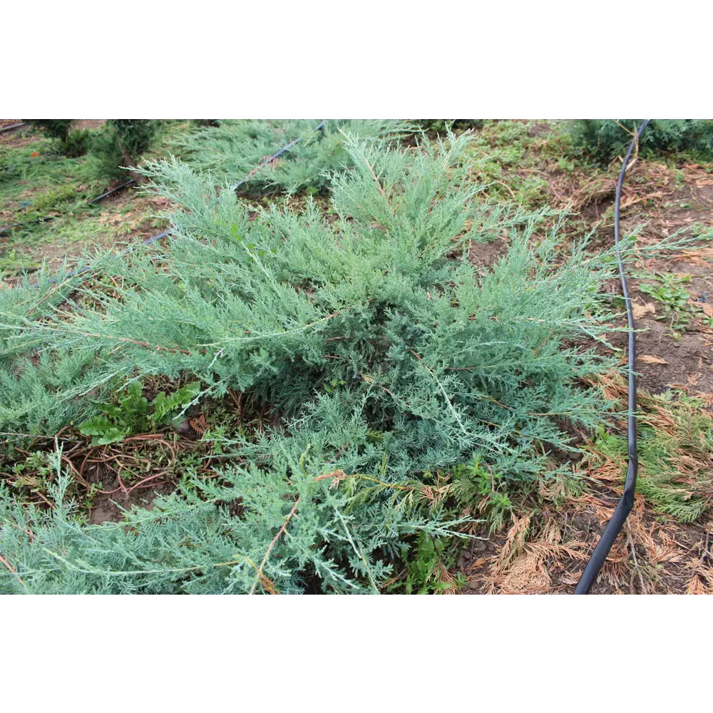 Можжевельник средний Фитцериана Глаука ø13 h40 - 50 см PLANTMARKET STLM-2154910