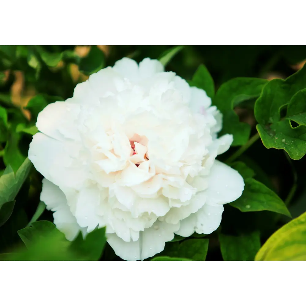 Пион древовидный привитый Снежная крепость в тубе ВСЕ В САД STLM-2017291 - Вид №3