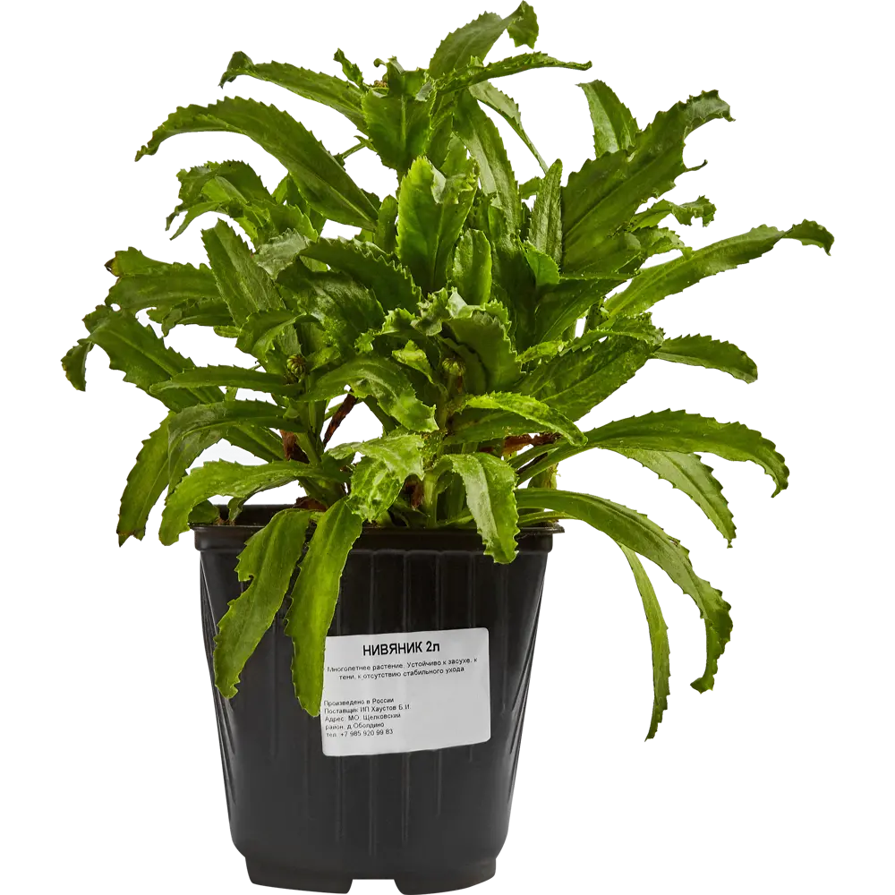 Нивяник Обыкновенный Santreyd - многолетняя декоративная ромашка для сада 84845147 STLM-0055992 - Вид №1