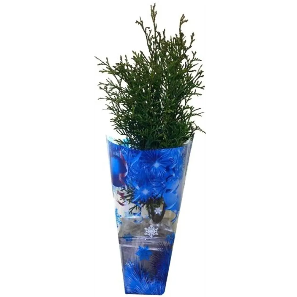 Туя западная Р9 в подарочном пакете Santreyd STLM-2116011