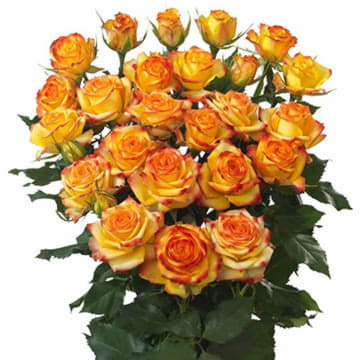 Роза тр айлайнер 70 см Santreyd 24677