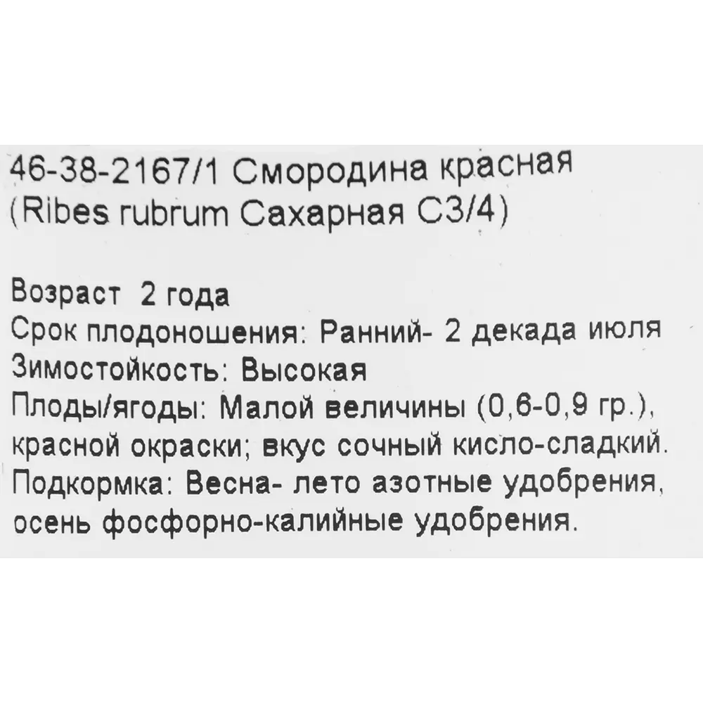 Смородина красная «Сахарная» С3-С4 81969354 STLM-2062958 PLANTMARKET  - Вид №1