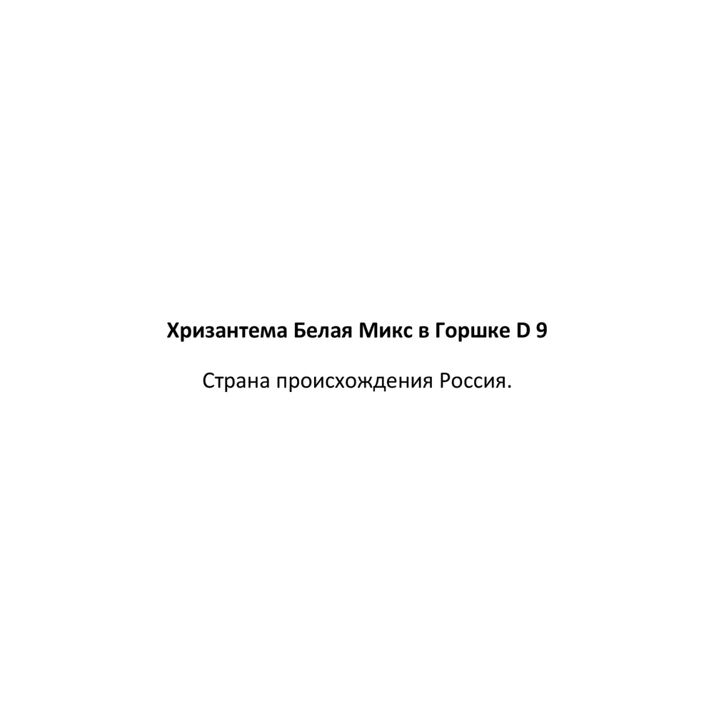 Хризантема белая ø9 h15 87547899 STLM-2093655 Santreyd  - Вид №3